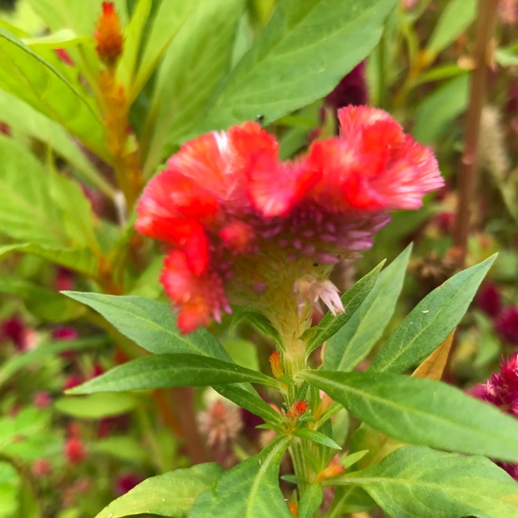 plant image 556414