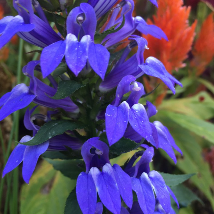 Plant image Lobelia siphilitica 'Blue'