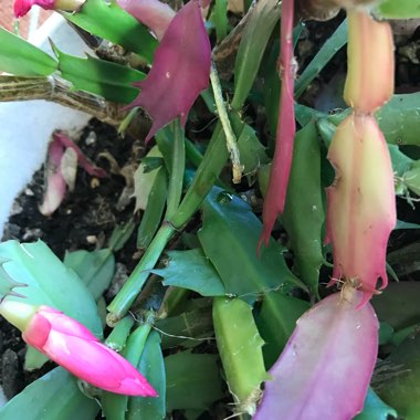 Schlumbergera truncata