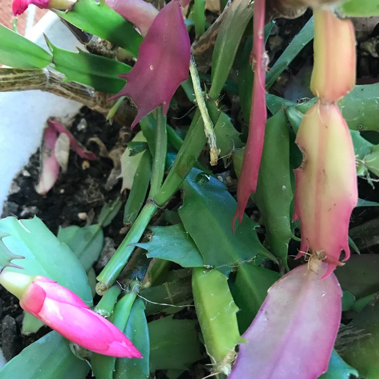 plant image 563640