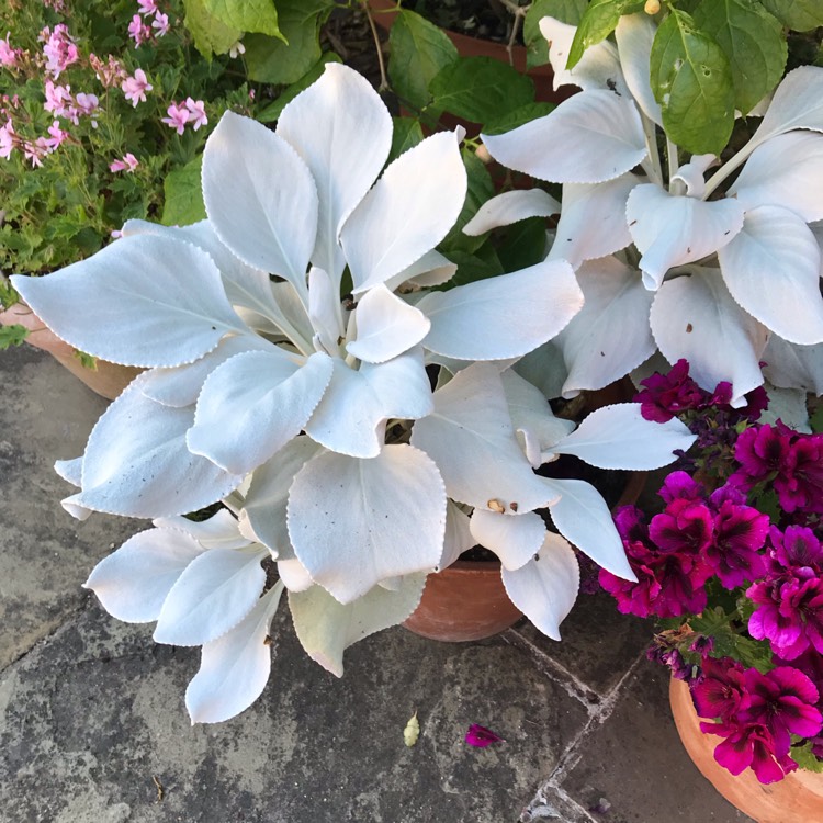 Plant image Senecio candicans 'Angel Wings'