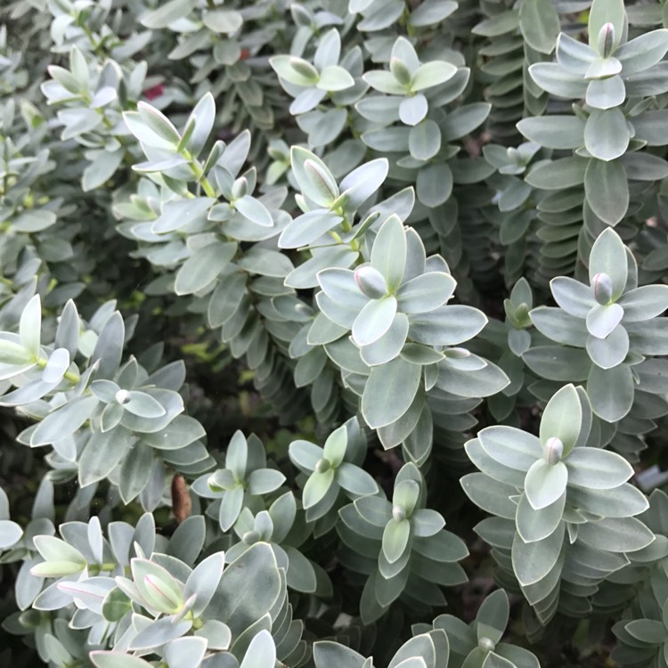 Plant image Hebe glaucophylla