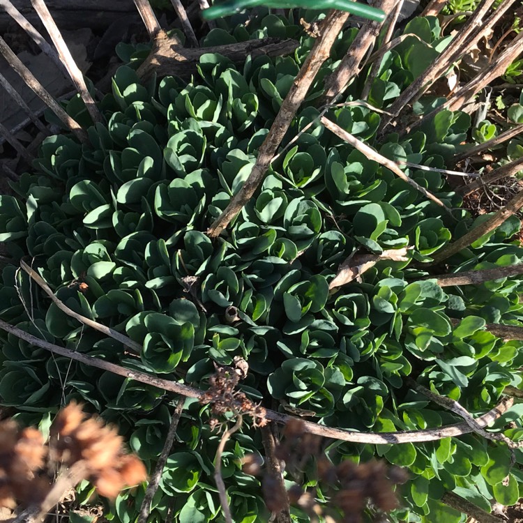 Plant image Hylotelephium Spectabile