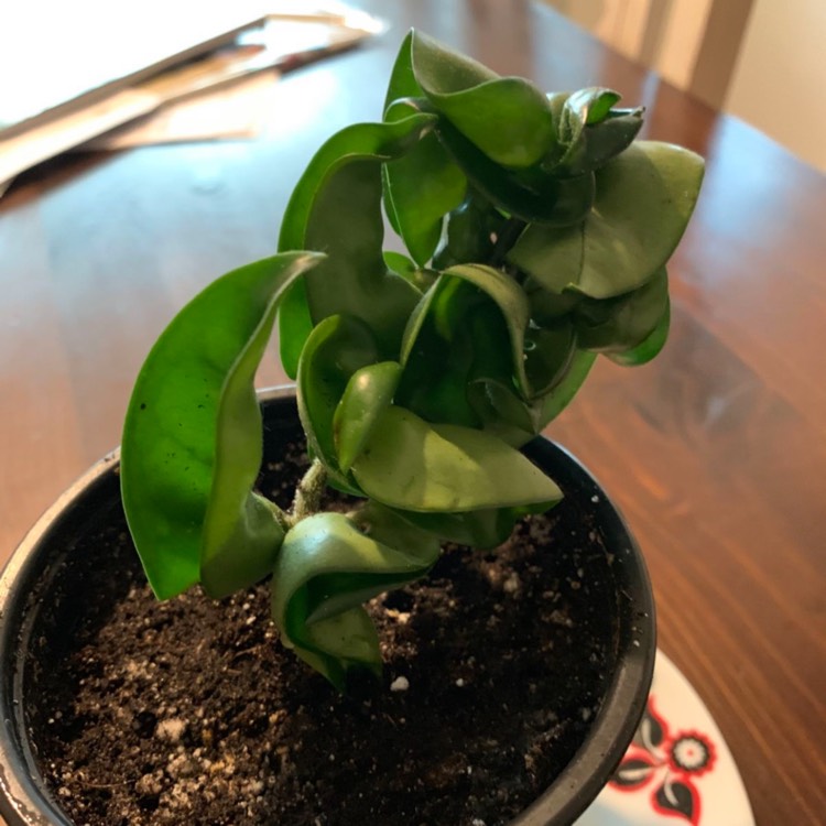 Plant image Hoya Carnosa Compacta