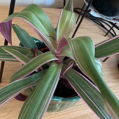 Tradescantia spathacea  syn. Rhoeo spathacea, Rhoeo discolor