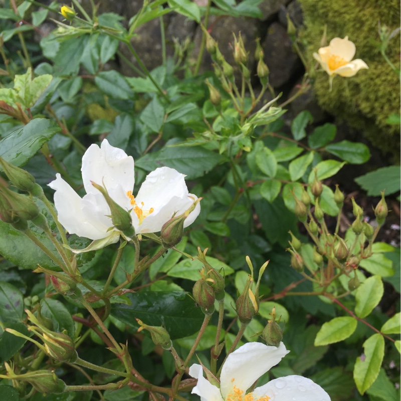 Plant image Rosa 'Wedding Day'