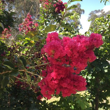 Crepe Myrtle