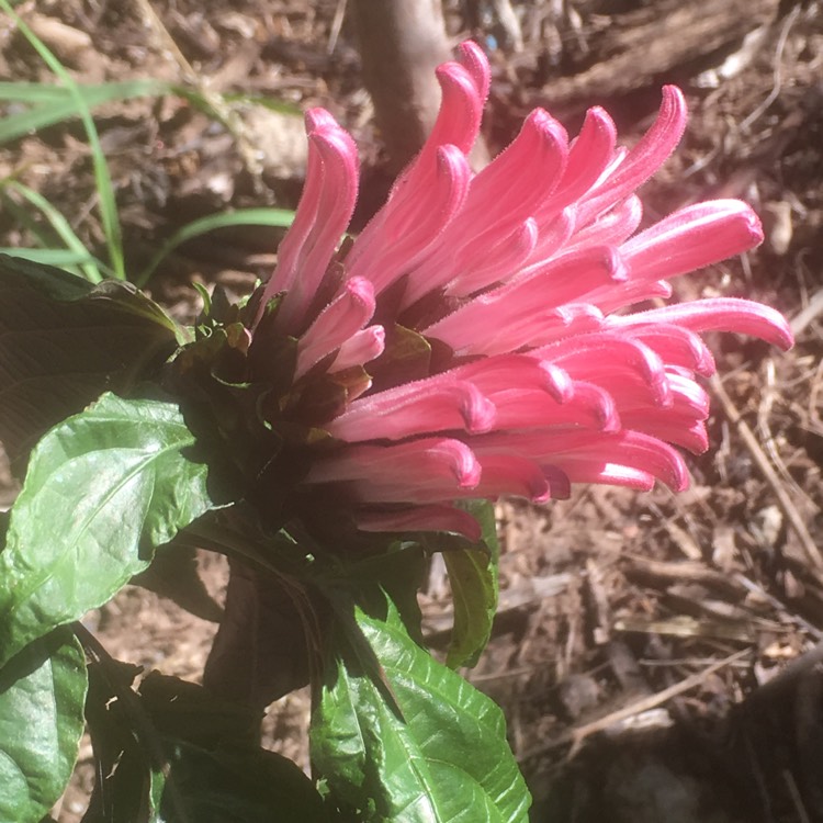 Plant image Justicia carnea