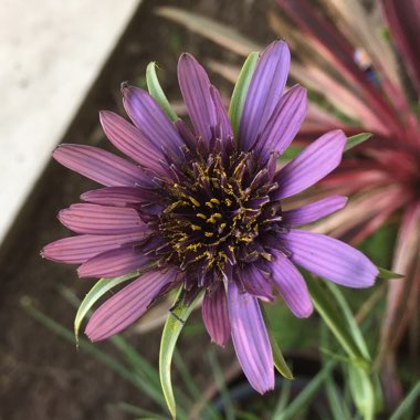 Julie's garden