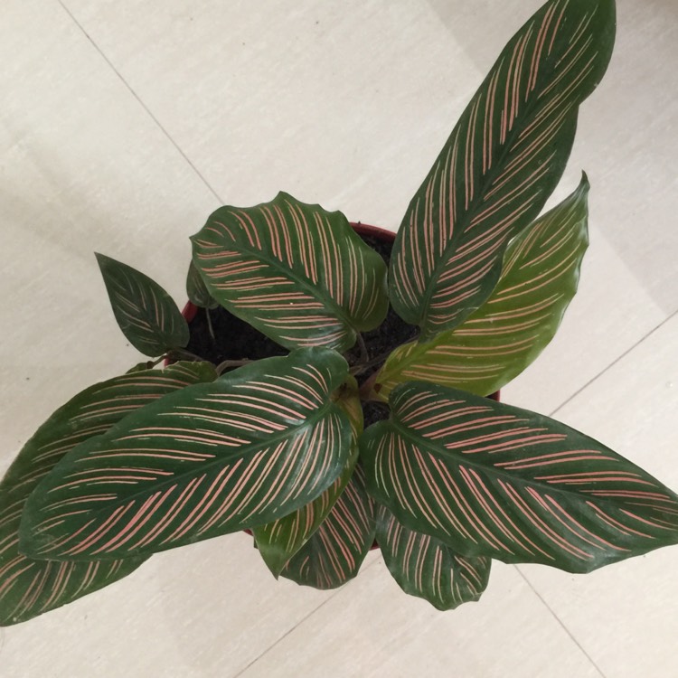 plant image 844833 plant image 844833