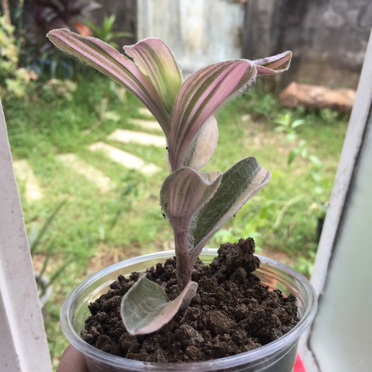 Plant image Tradescantia pallida 'Pink Stripe'
