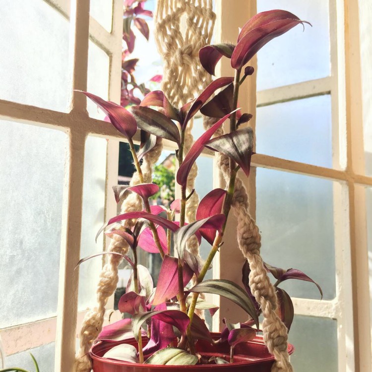 plant image 884523 plant image 884523