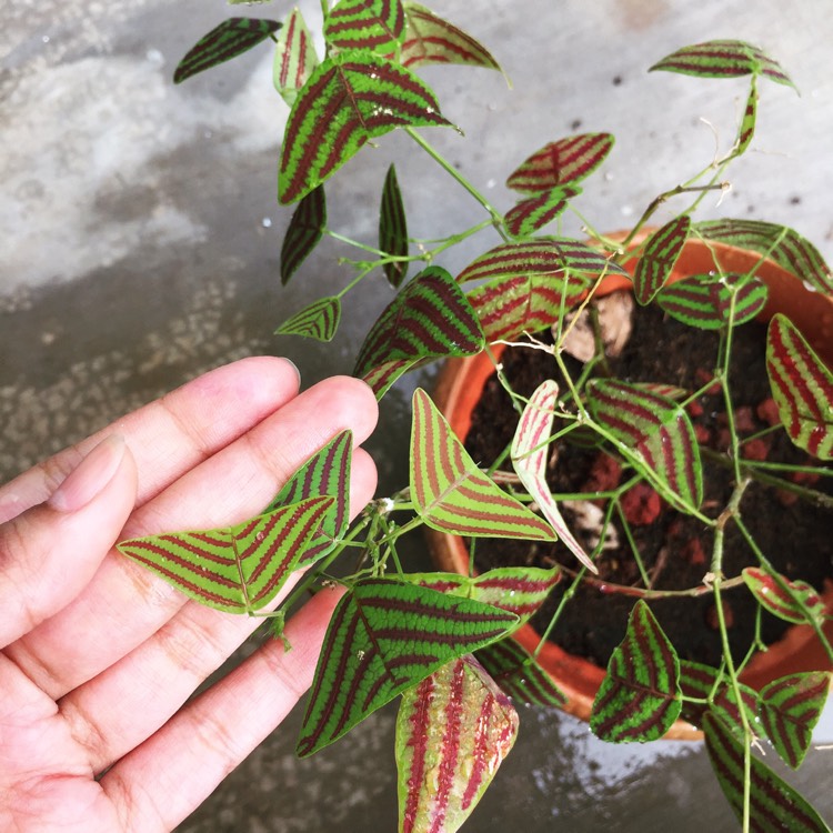 Plant image Christia obcordata