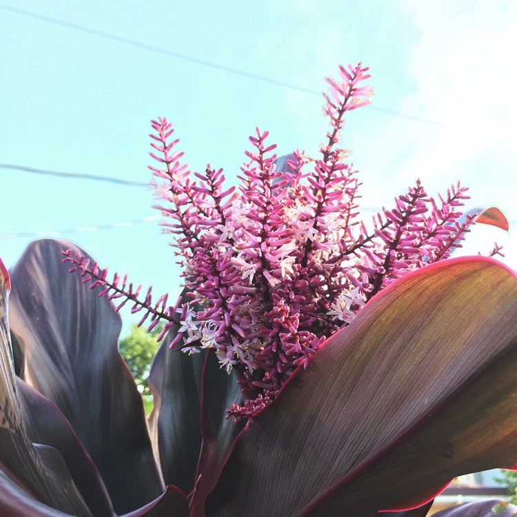 Plant image Cordyline Fruticosa 'Red Sister'