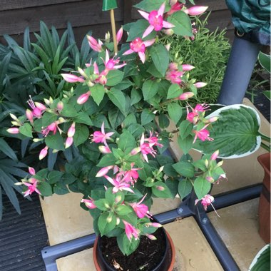 Jill's garden