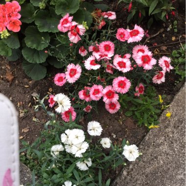 Jill's garden