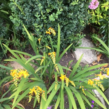 Jill's garden