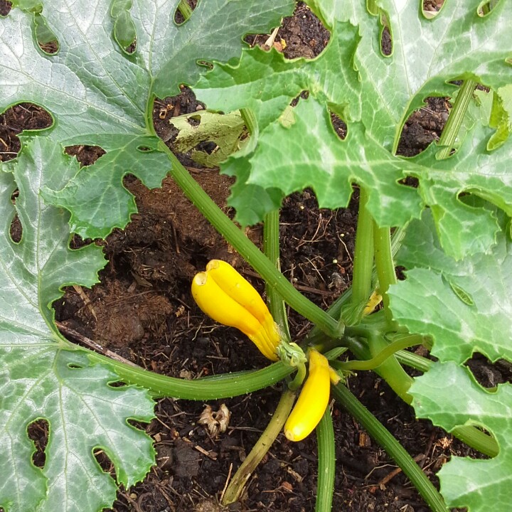 Plant image Cucurbita Pepo var. Cylindrica 'Atena'