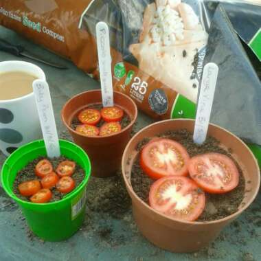 Jill's garden
