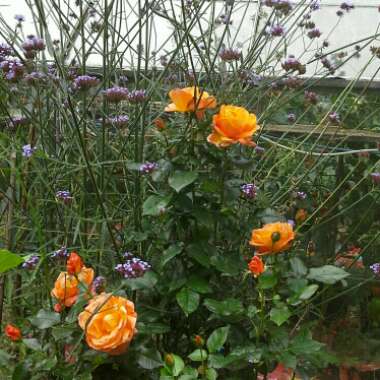 Jill's garden