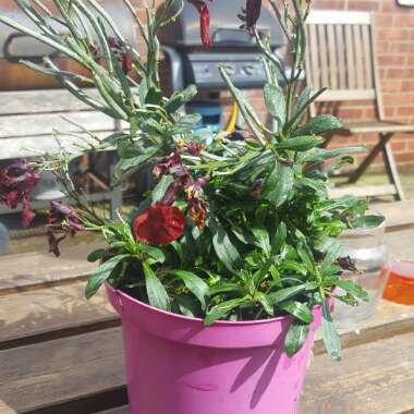 Jill's garden