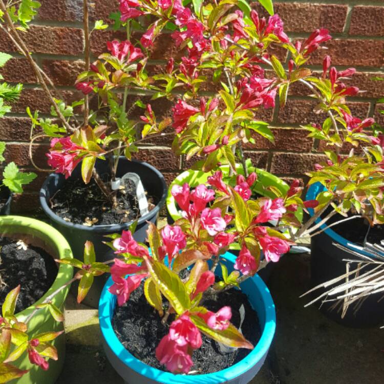 Plant image Weigela florida 'Rosea'