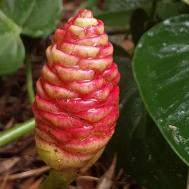 Plant image Zingiber spectabile