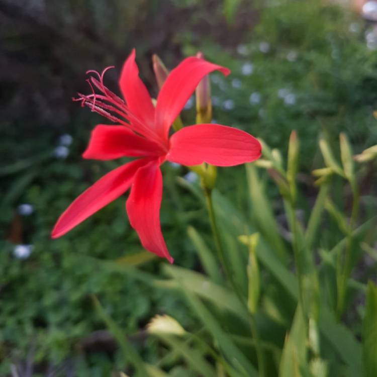 plant image 1132615