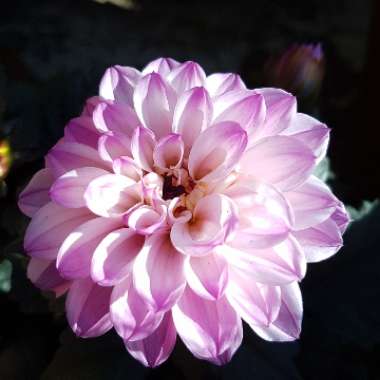Dahlia (Border Varieties)