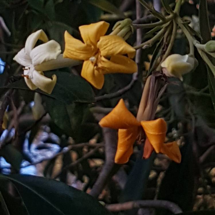 Plant image Hymenosporum flavum