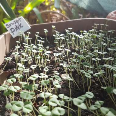 Salvia