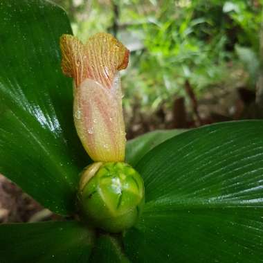 costus malortieanus