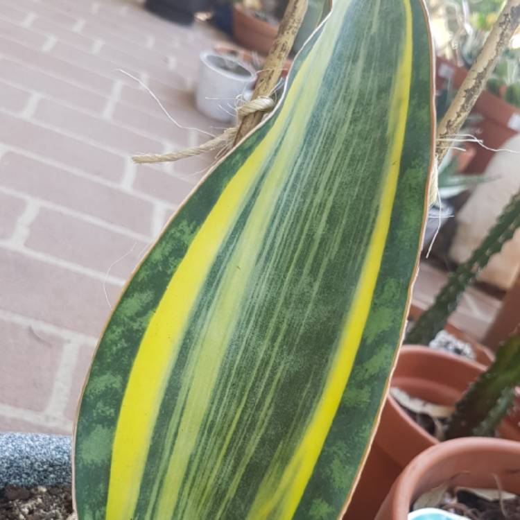 Plant image Sansevieria Masoniana White Variegata