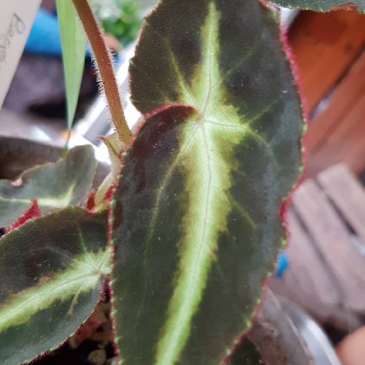plant image 1258425