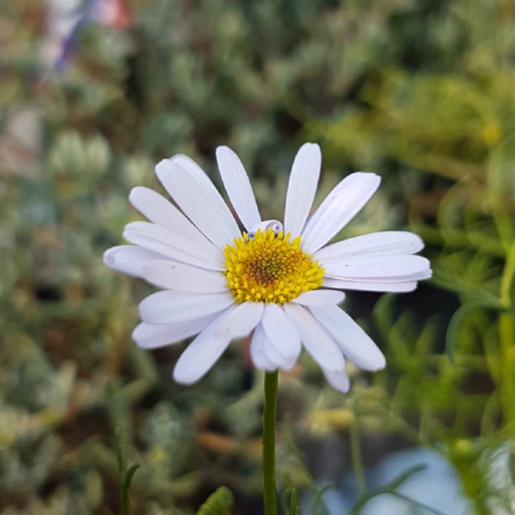 Plant image Brachyscome iberidifolia