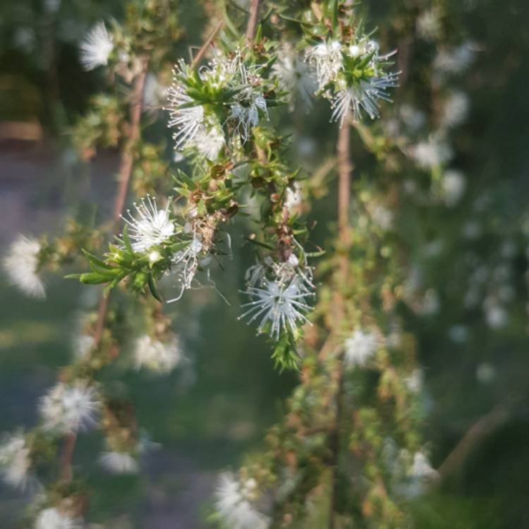 plant image 1414774