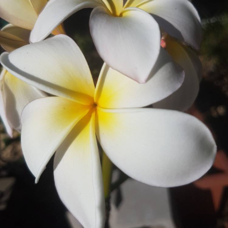Plant image Plumeria rubra
