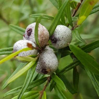 austromyrtus tenuifoloa