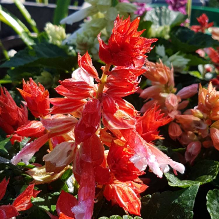 Plant image Salvia splendens 'Salsa Mixed'