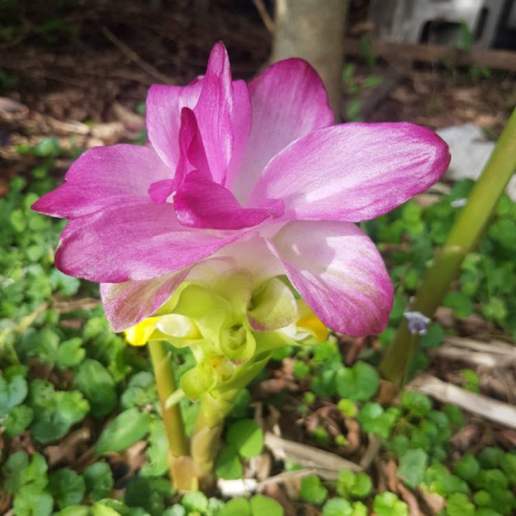plant image 1545280