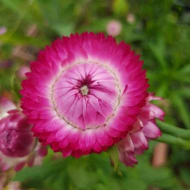 Xerochrysum bracteatum  syn. Helichrysum bracteatum, Bracteantha bracteata