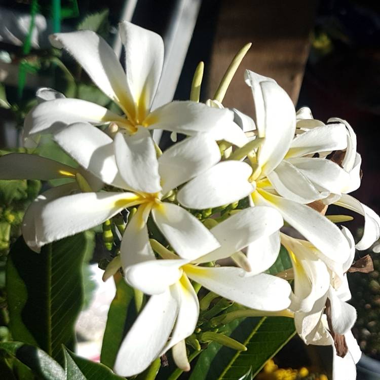 plant image 1554107