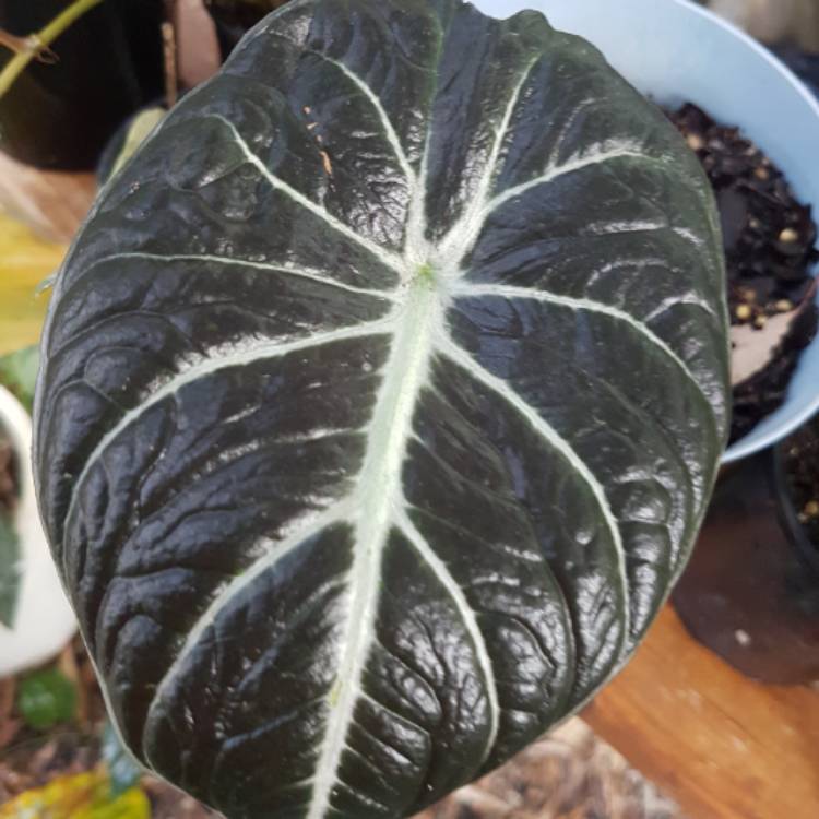Plant image Alocasia 'Black Velvet'