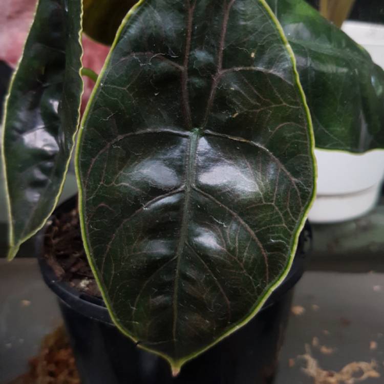 Plant image Alocasia Azlanii