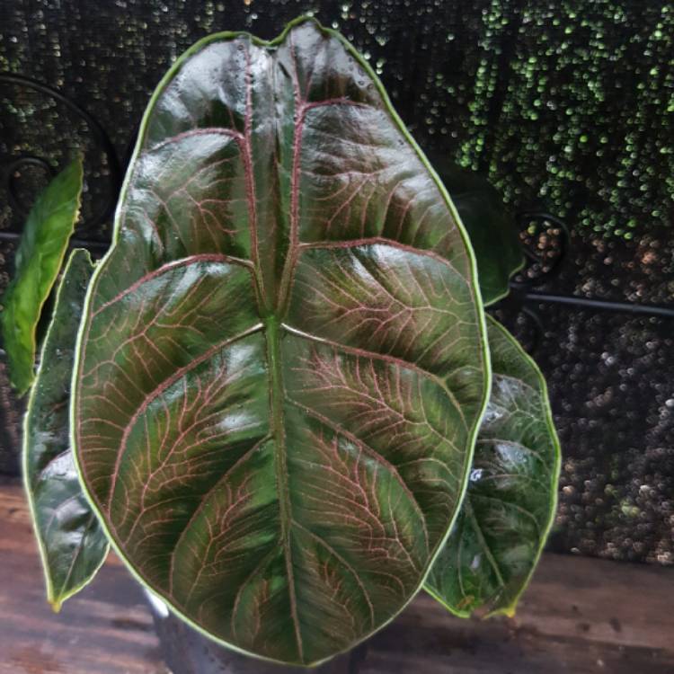 Plant image Alocasia Azlanii