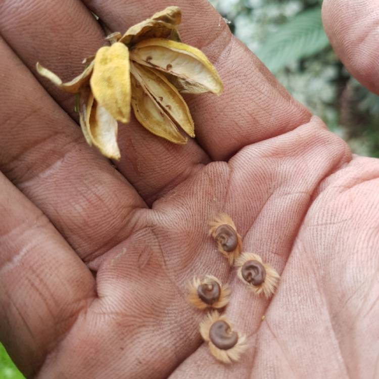 plant image 1566660