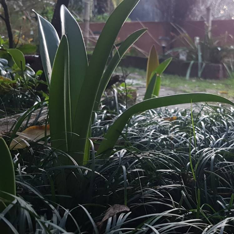 plant image 1625942