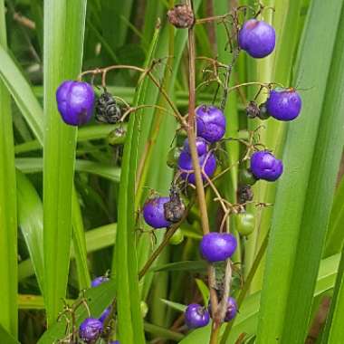 Dianella