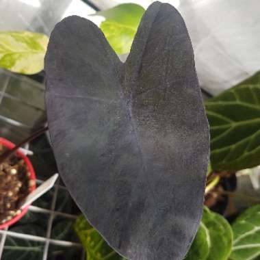 Elephant Ear (Colocasia)