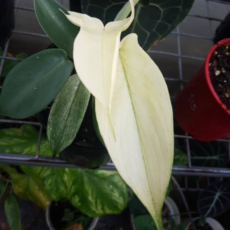 Plant image Philodendron 'Florida Ghost'
